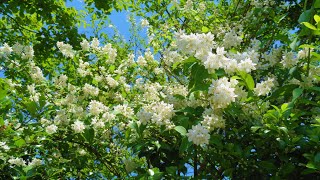 小さな窓の花ごよみ 1600  MAY ～ JUNE　初夏の情景 ♪ハイドン  チェロ協奏曲 ♪