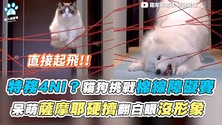 【特務4NI？貓狗挑戰棉線障礙賽 呆萌薩摩耶硬擠翻白眼沒形象】｜@SnowBallXD