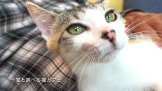 ピューちゃん、おひざにありがとう！ 子猫と遊べる猫カフェ　保護猫カフェ駒猫