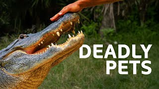 Owning An Exotic Pet Goes Wrong | Predator Pets Mega Marathon