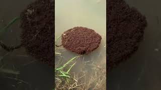 Disturbing discovery Fishing after a Flood