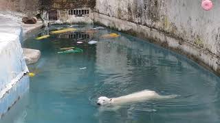 【取れないポリタンク】まずは様子見のホウちゃん　天王寺動物園のホッキョクグマ　23.3.21 1316