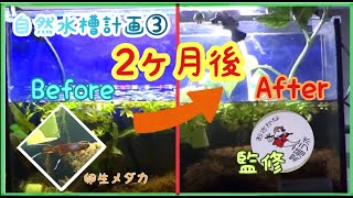 【自然水槽計画③】２カ月経過した卵生メダカ水槽を植物でレイアウトしてみました。