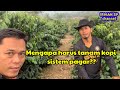 Mengapa harus tanam kopi sistem pagar???