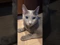 ゴミ箱掃除していたら、やっぱり侵入してきた💦 猫動画　 ねこ好き