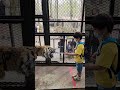 ノースサファリ札幌 トラの餌やり