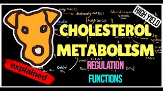 Cholesterol Metabolism In The Body. Mechanism of Lipid Lowering Drugs. Atherosclerosis. Regulation