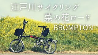 【絶景BROMPTON】菜の花に埋め尽くされる江戸川サイクリングロードをブロンプトンでポタリング