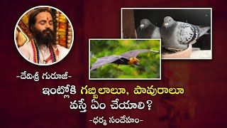 ఇంట్లోకి గబ్బిలాలూ, పావురాలూ వస్తే ఏం చేయాలి ?