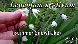 Leucojum aestivum, Summer snowflake. Fresh white awakening, between Winter \u0026 Springtime.