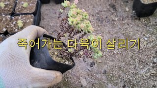 죽어가는 다육이 살려내기 - succulent propagation 多肉植物