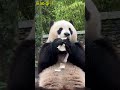 小奇迹正脸吃播，太可爱了！ panda 大熊貓 小奇迹