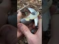 Mushroom ASMR Tapping and Slicing: Blue Knight (Albatrellus fletti), eEdible Polypore mushroom