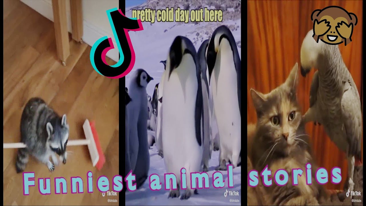Funniest animal stories | Talking animals | @klrdubs