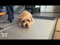 愛犬キチ ふるさと納税返礼品 レミパンプラス【ノーフォークテリア norfolkterrier dog 】