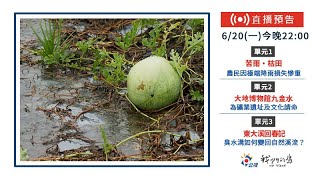 【直播放映室】2022.6.20 週一晚間十點｜公視 我們的島第1161集