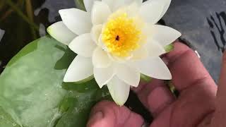 Nymphaea Tuberosa Richardsonii Nelumbo Garden