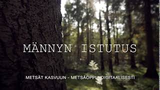 Mannyn istutus