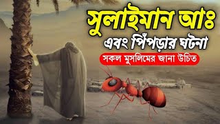 পিঁপড়া সম্পর্কে কুরআনে আল্লাহর সেই আজানা তথ্য। The ant