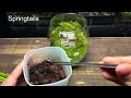 creating a moss terrarium mossarium tutorial