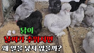 닭이 날씨가 추워지면 왜 알을 낳지 않을까요?#chicken #닭 #계란#종란#알#animals