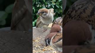 子ちゅん #birdfeeder #참새 #スズメ #ヒナ #かわいい #japanesesparrow