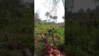 Massive land clearing for cassava cultivation. Matama for development (1)