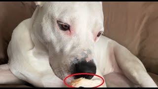 230. Puddles the Dogo Argentino Refusing to Eat Chicken Breast 12/7/2024 #dogoargentino