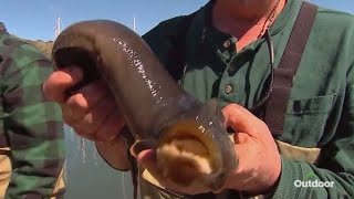 Dead Meat — California Monkey Faced Eel