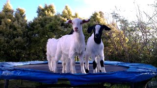 Baby Goats Loving Life On The Trampoline! Cute And Funny BABY GOATS Videos Compilation