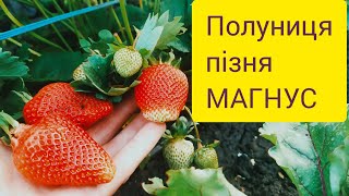 Полуниця МАГНУС - ПІЗНЯ. Здивувала мене, здивує і вас. Є САДЖАНЦІ.