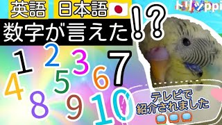 《テレビで紹介》【英語と日本語】数字が言える!?　インコおしゃべり特集☆セキセイインコBudgerigar