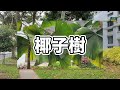 你知道新加坡有一棵百年的荔枝樹century old lychee tree 保護成鋼鐵人！還有組屋區附近有很的的果樹！這些水果可以摘來食用嗎？