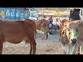 पचोर पशु मंडी मंगलवार के दिन मिलेगी गिर नस्ल की गौ माता बिल्कुल सस्ते में cow dairyfarming