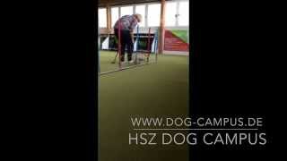 Hundesportzentrum Dog Campus - Grundkurs Agility Mops Slalom