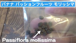 バナナパッションフルーツ・モリッシマの種まき。発芽したら報告します。Passiflora mollissima