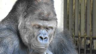 シャバーニ  イケメン崩壊の瞬間映像　東山動物園 ゴリラ