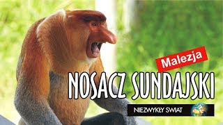 Niezwykly Swiat - Malezja - Borneo - Nosacz Sundajski