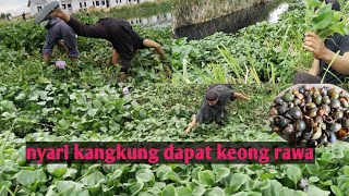 niat nya nyari kangkung  di rawa!!wow dapat keong juga untuk d imasak