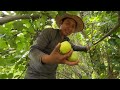 cosecha de peras cuánto se gana cortando esta fruta la fuente de ingresos para muchas familias