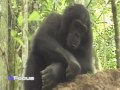 chimp conservation in africa