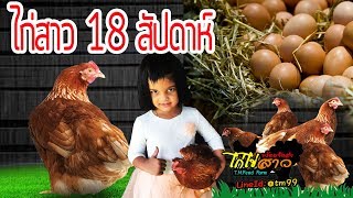 #ไก่สาว 18 สัปดาห์ #ไก่ไข่ #chicken