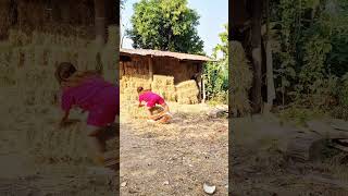 ป้าวิ่งหนีวัวฮาๆ🤣🤣Aunt runs off a cow's debt. Funny.#haha #คลิปฮาๆ #คลิปขำขำ #funny #คลิปตลก