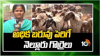 అధిక బరువు పెరిగే నెల్లూరు గొర్రెలు | Weight Growth performance of Nellore Sheep | Matti Manishi