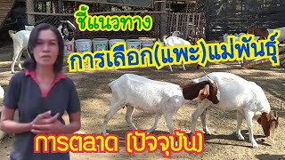 ชี้แนวทางการเลือกแพะแม่พันธุ์ - การตลาด(ปัจจุบัน) | by ชีลองฟาร์ม