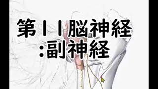 034第11脳神経:副神経