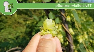 (Wilder) Hopfen - Früchte (Dolden) & Samen - 29.08.18 (Humulus lupulus) - essbare Wildpflanzen