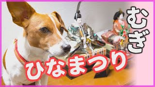 【わんこ】ちょっと早いけどひなまつりの練習をしておいしかったジャックラッセルテリアのむぎの巻【犬動画】