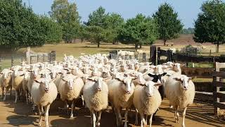 Terugkeer van de kudde bij de kooi - Schaapskooi Ermelo