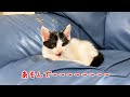 遊んで欲しい時の鳴き声が長い子猫